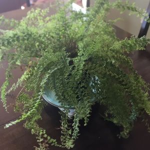 Meet your Posher, Bea